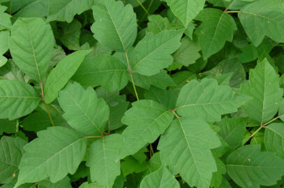 How to Treat Poison Ivy